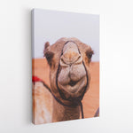 Camel's smile - Canvas Art