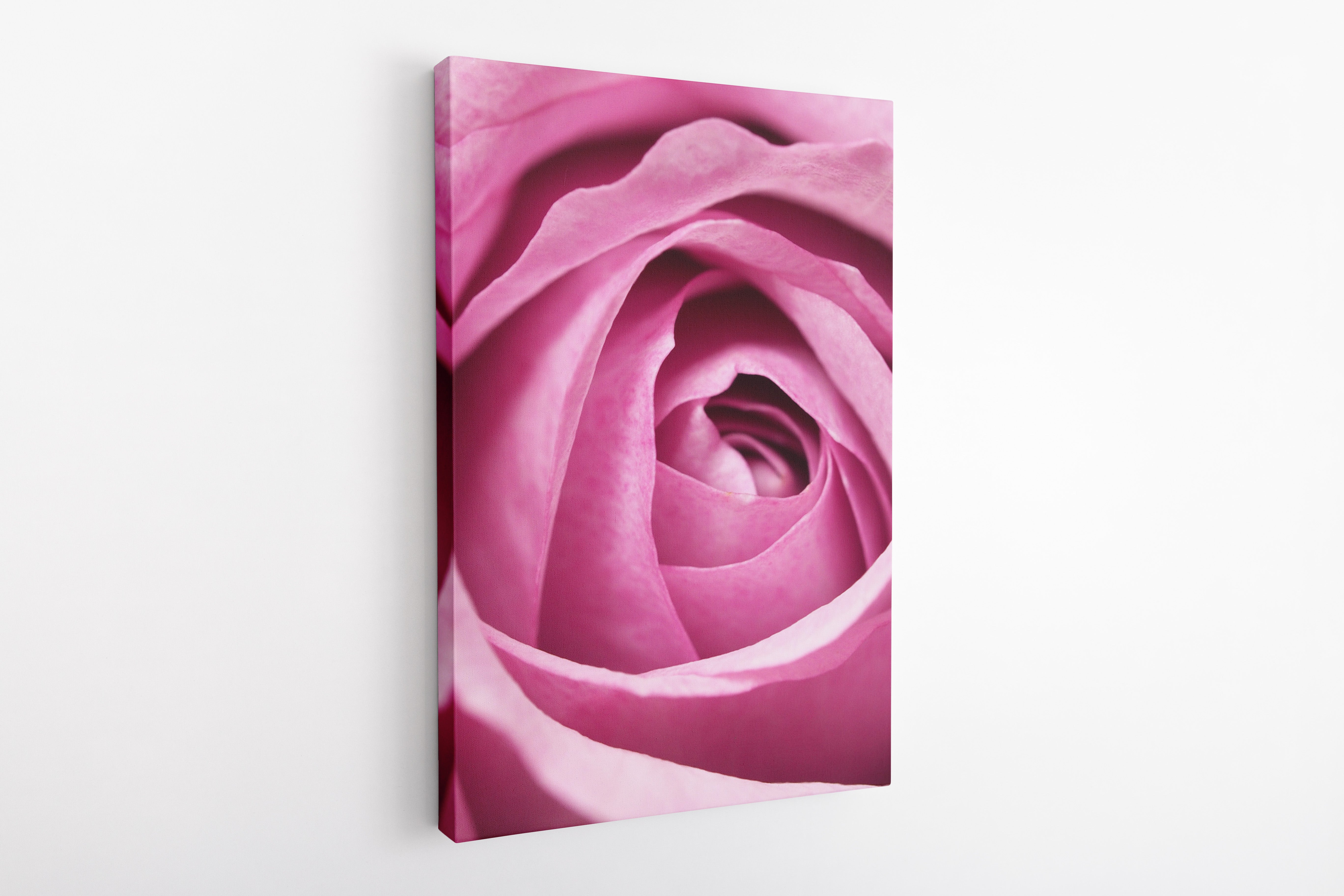 Pink rose - Canvas Art