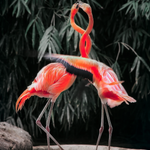 Flamingos - Canvas Art